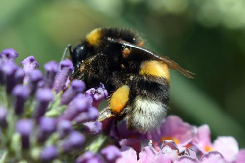 hummel001